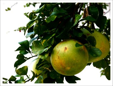 pomelos photo