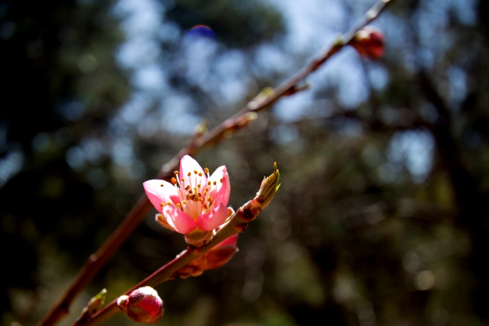Future Peach
