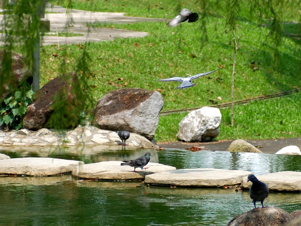 Bright Hill Temple garden - bird sanctuary