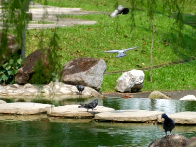 Bright Hill Temple garden - bird sanctuary photo