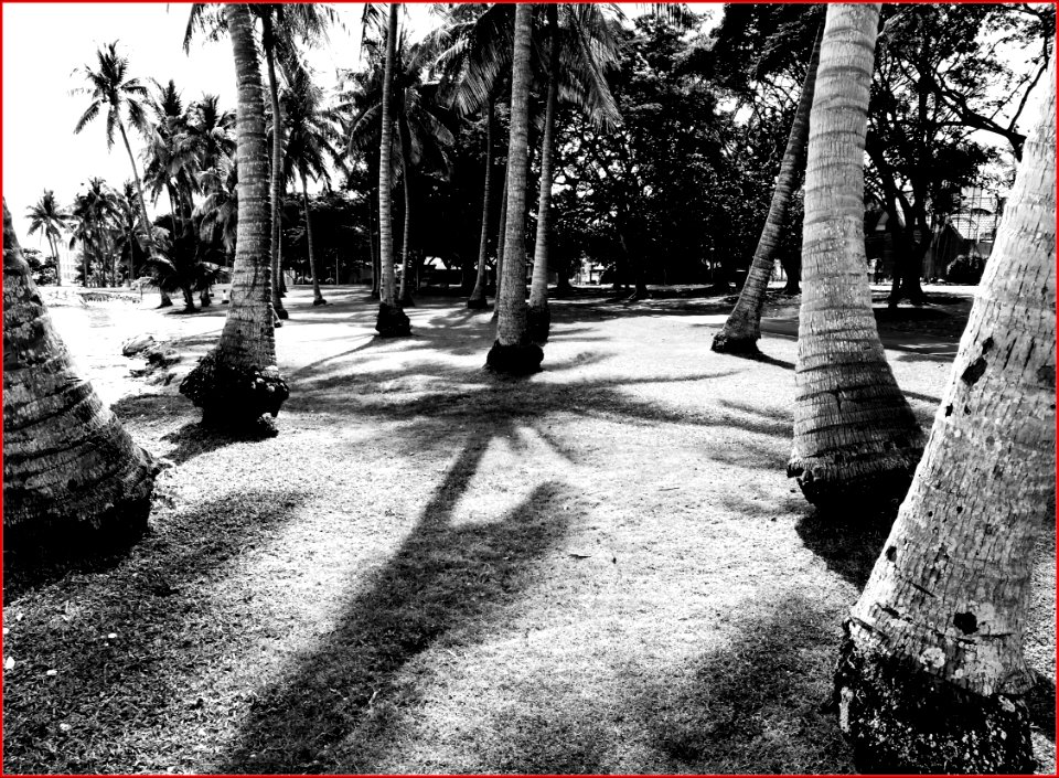 pasir ris park - coconut trees