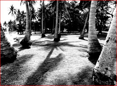 pasir ris park - coconut trees photo