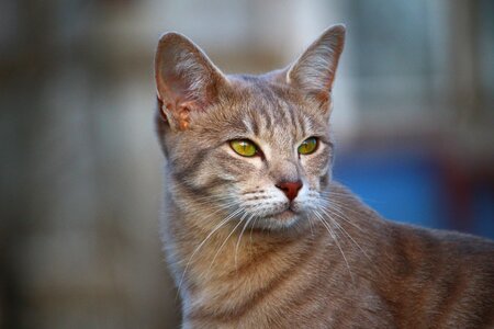 Moustache cat face eyes photo