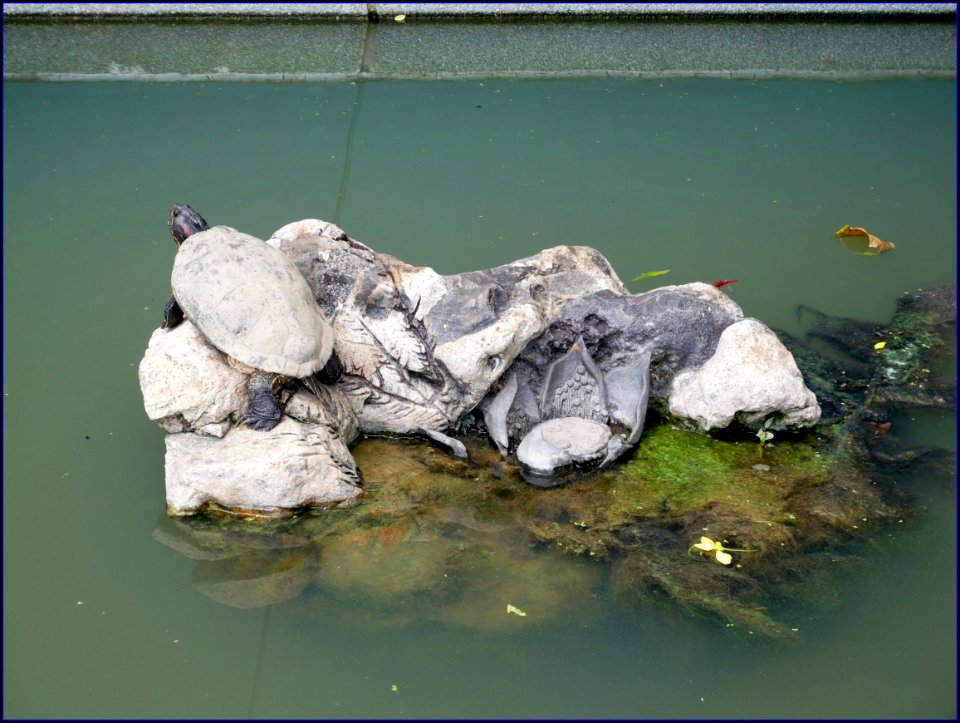 camouflaged tortoise
