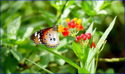 butterfly collecting nectar photo