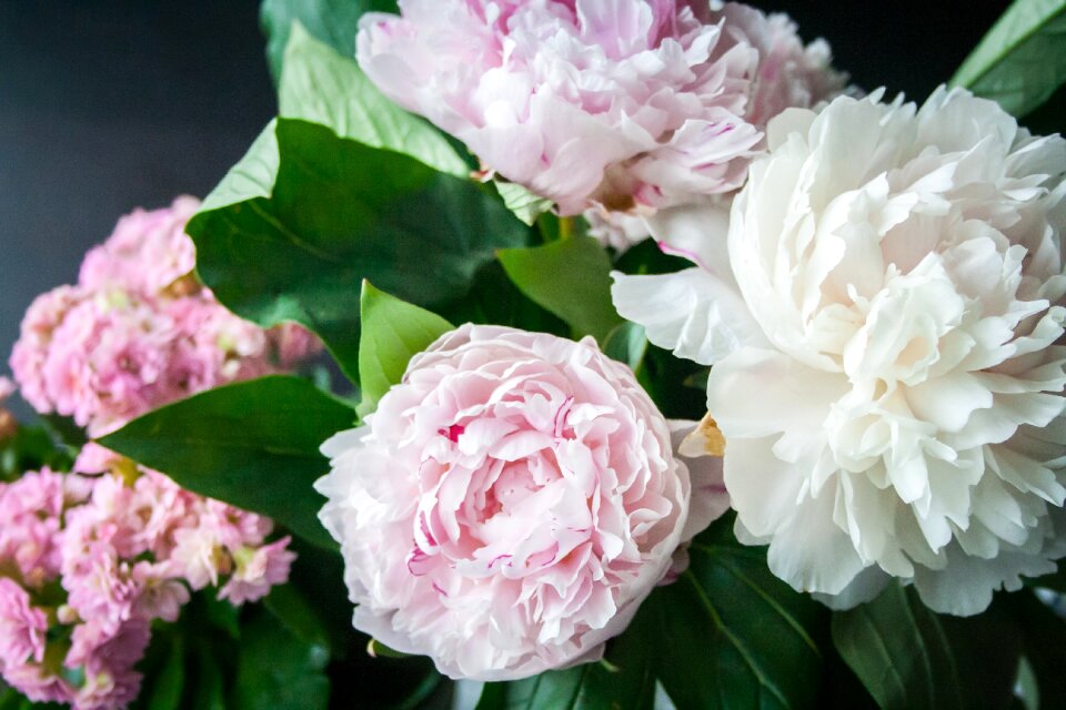 Bloom plant nature