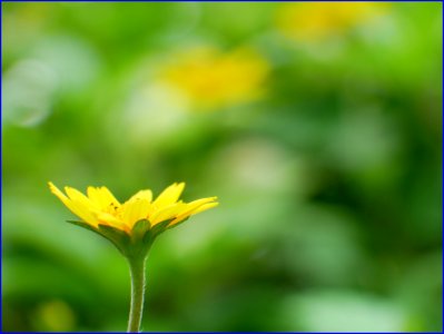 yellow flowers photo