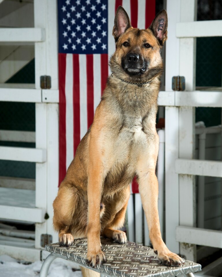 Canine portrait working dog