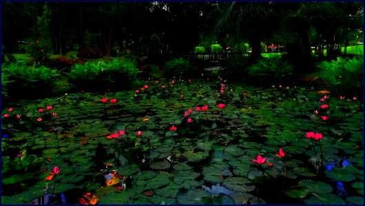 water lilies look like lanterns