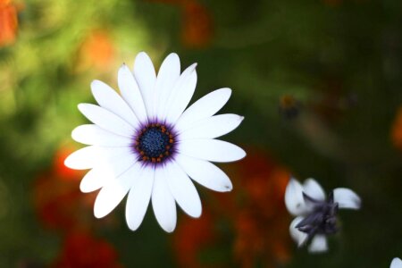 Floral daisy white photo