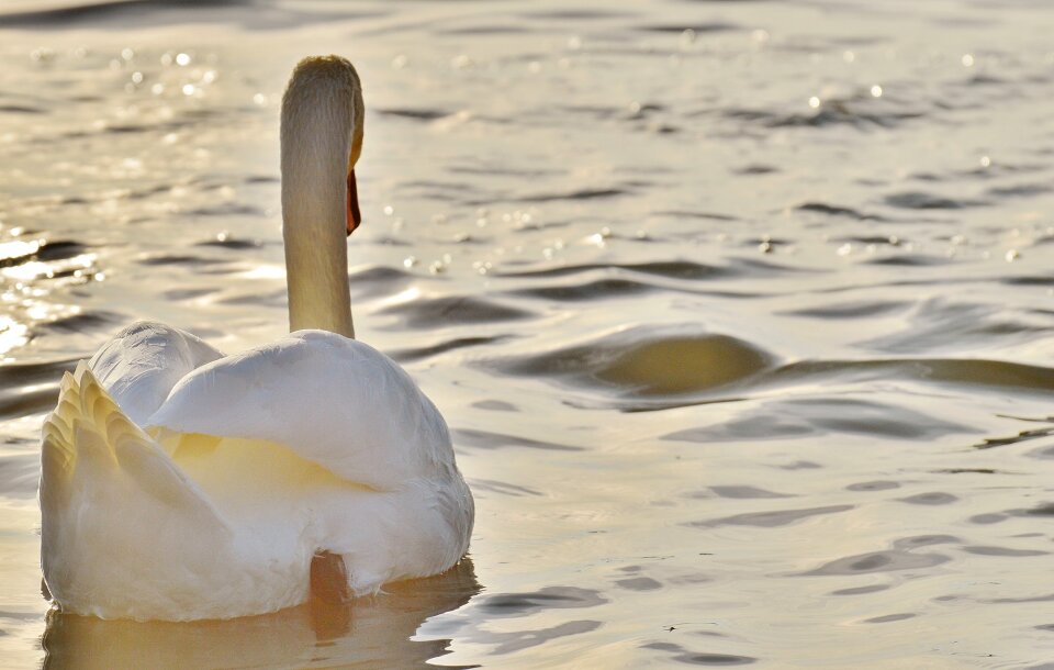 Animal world lake bird