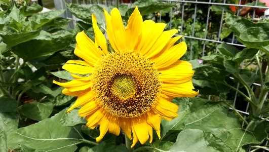 sunflower - found at community garden