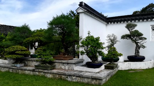 japanese garden - bonsai, small is beautiful photo