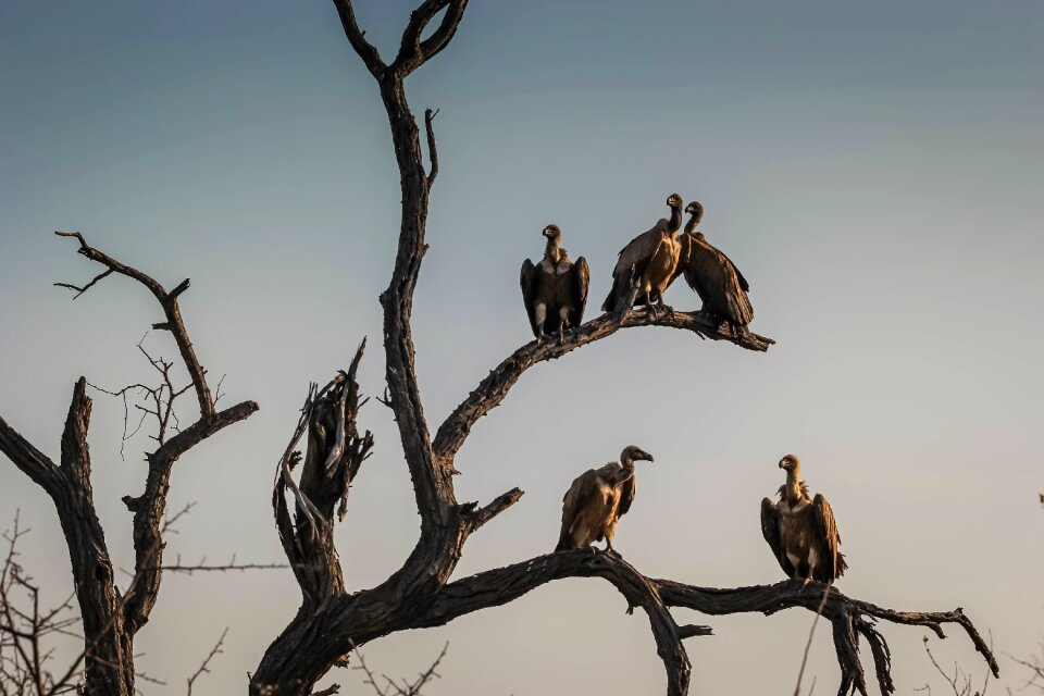 Wildlife outdoors highway