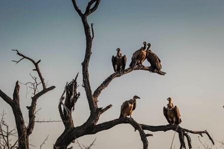 Wildlife outdoors highway