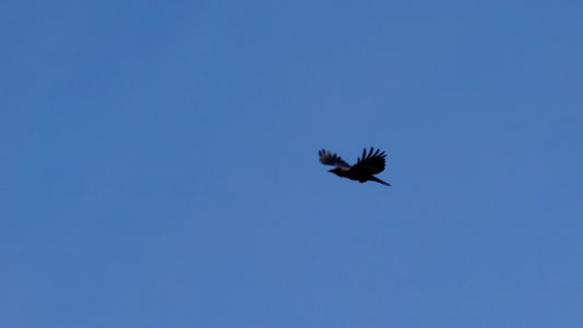 blackbird flying past