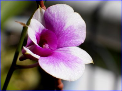 flowers blooming after the rainy season