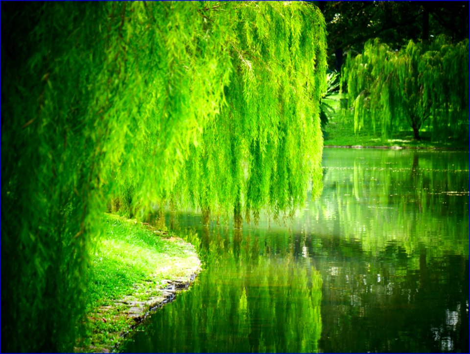 willow trees photo