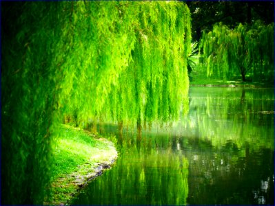 willow trees