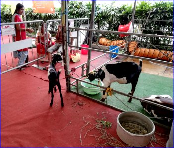 Singapore Pongal (harvest) festival 2019 - cattle are honoured for their milk