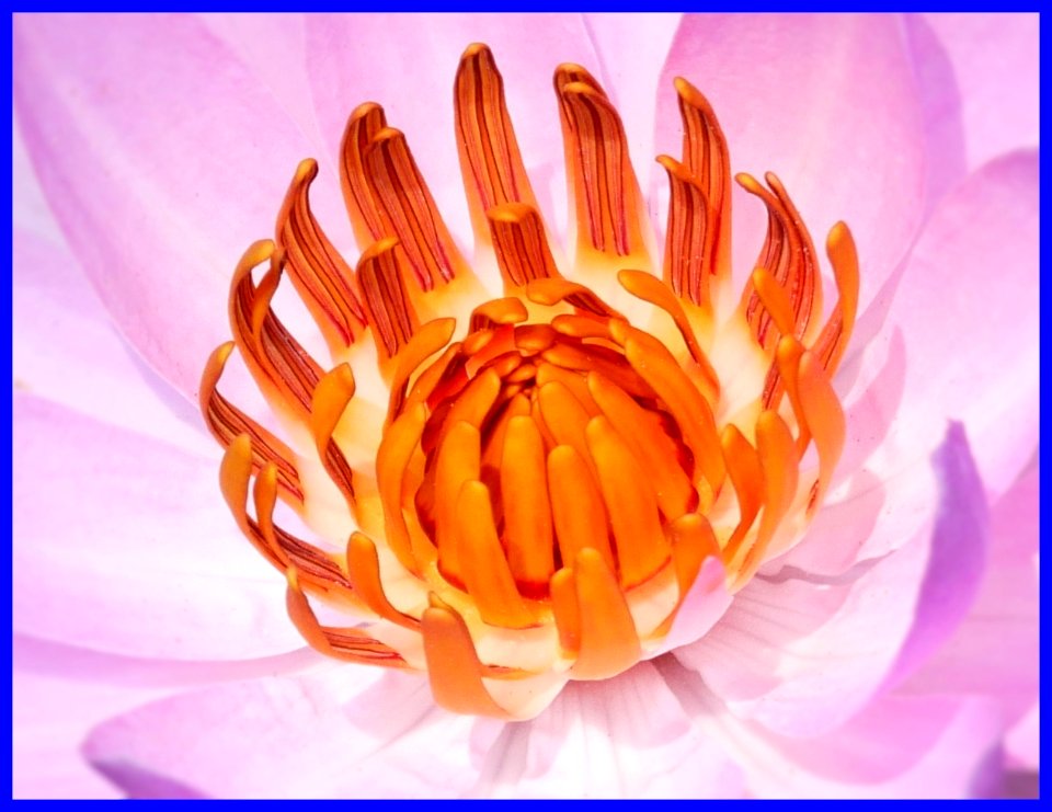 centre of waterlily