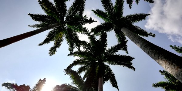 AMK town garden west - tall coconut trees