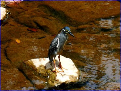 29Jan2019 - striated heron, waiting photo