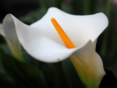 White flowers spathe flowers