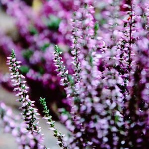 Purple plant nature