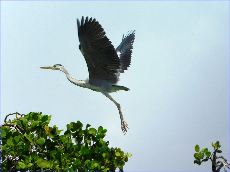 heron