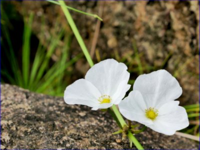 wild white flowers photo