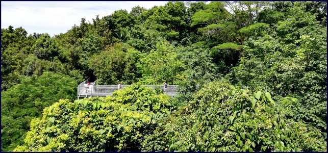 southern ridges forest walk - the raised metal walkway enables one to have a bird's eye view of the forest photo