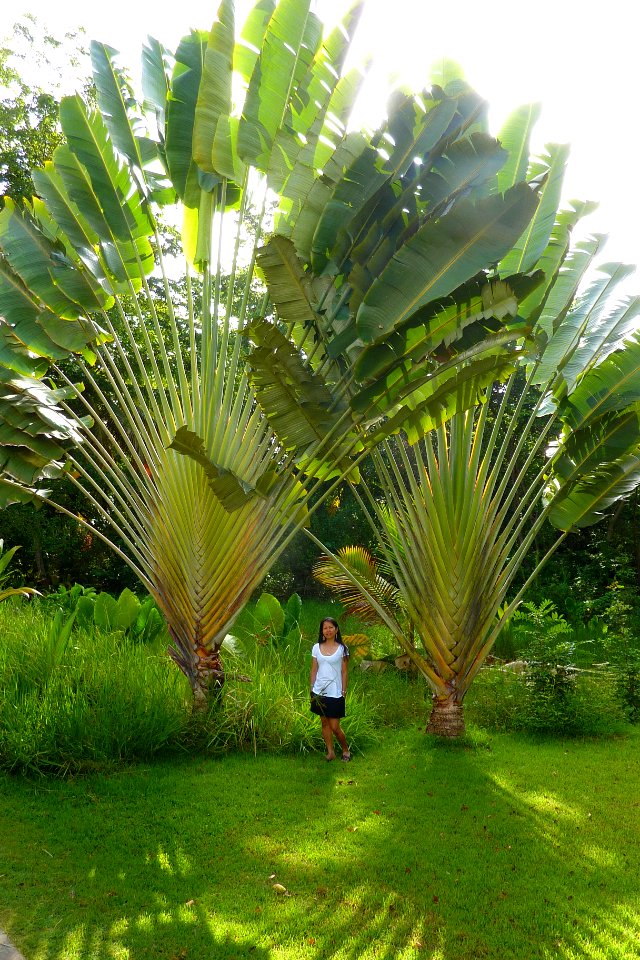 SAMANA (64)