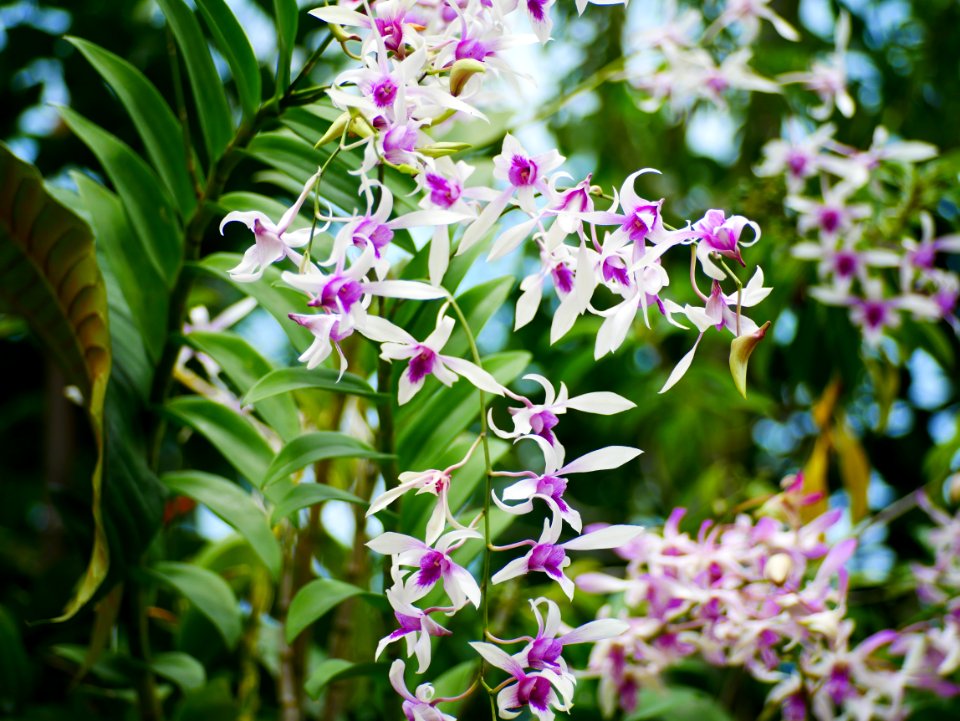 Ornamental horticulture