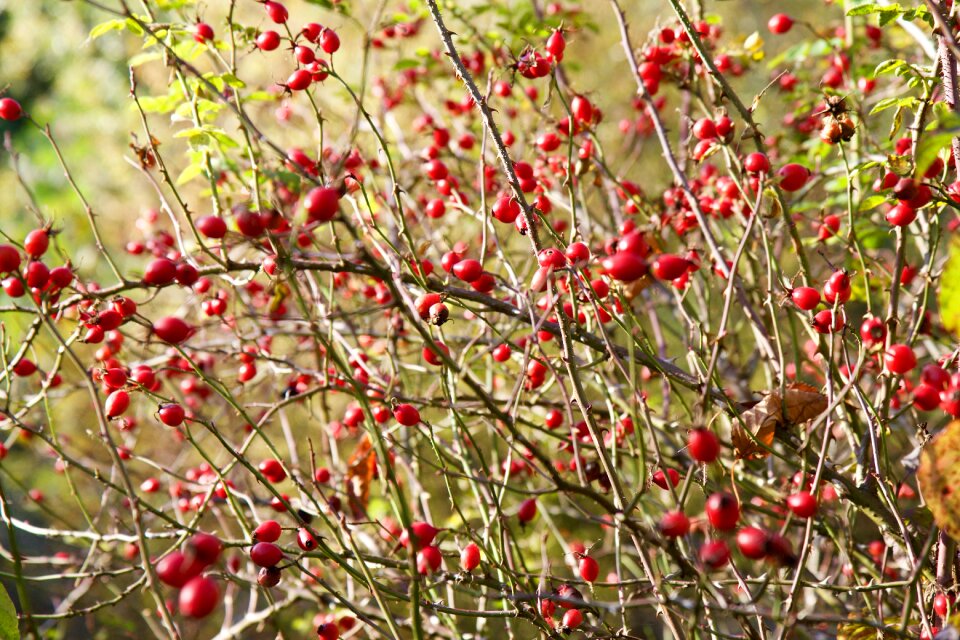 Plant rose hip fruit