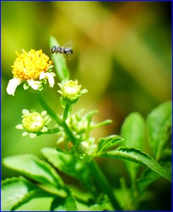 flower and pollinator photo