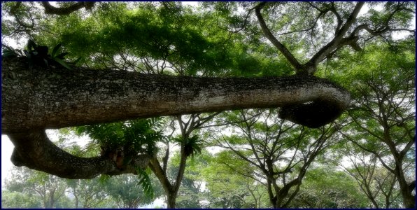 long slanting tree trunk