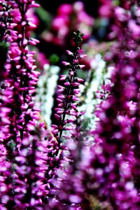 Purple plant nature