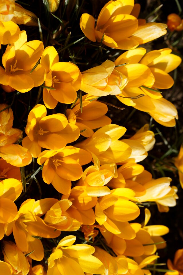 Early bloomer spring yellow photo