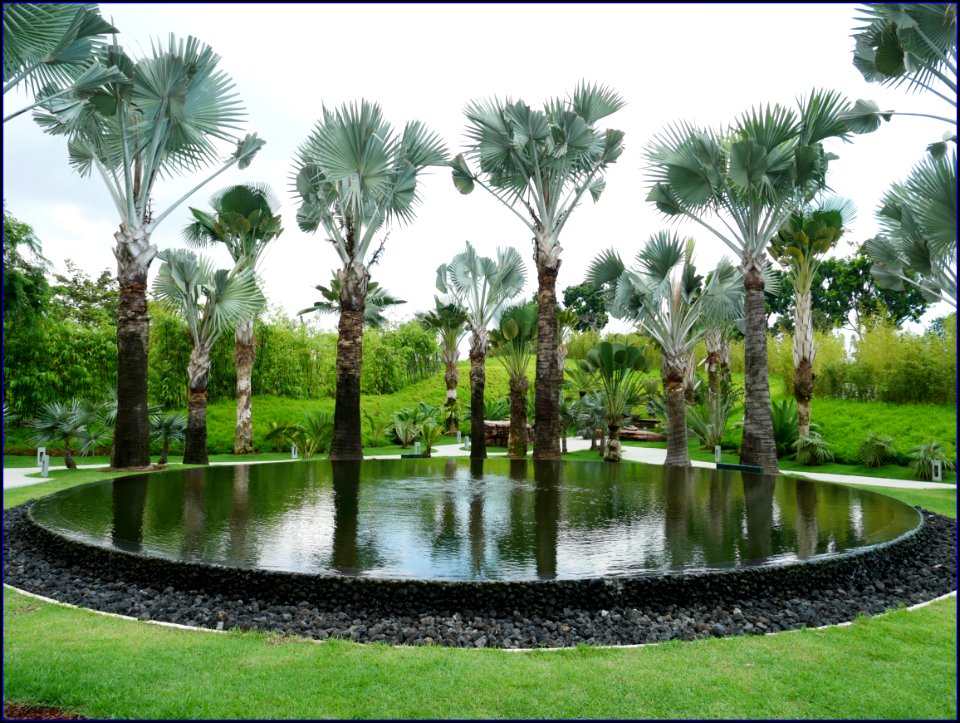 gardens by the bay south: serene garden - serene trees photo