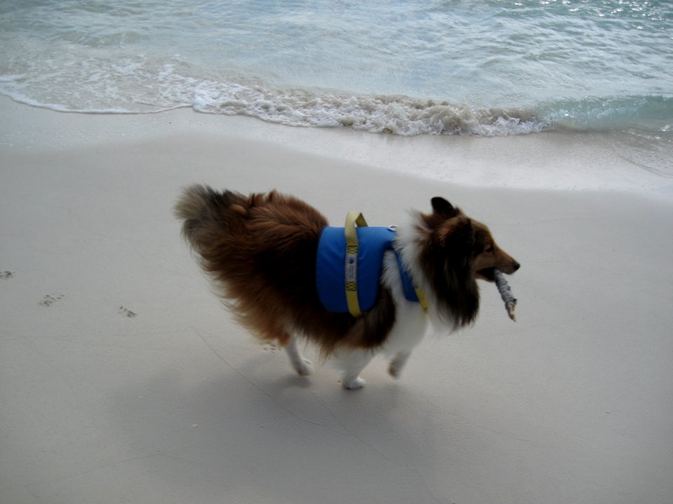 Baily on the Beach