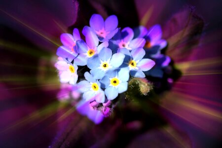 Flower blue plant photo
