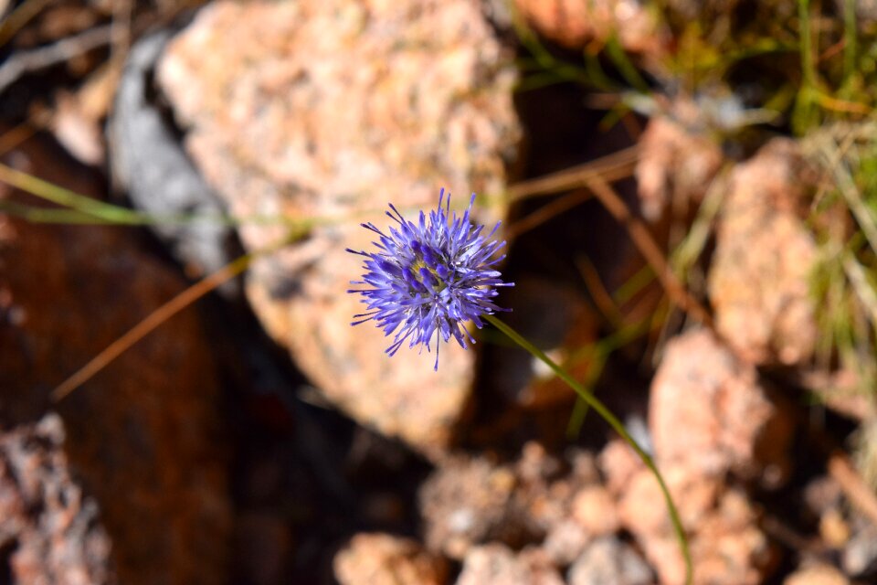 Close up wild flower purple photo