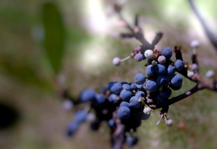 blackthorn photo