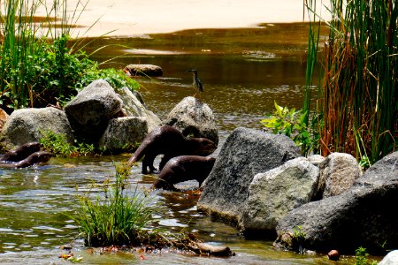 otters in water