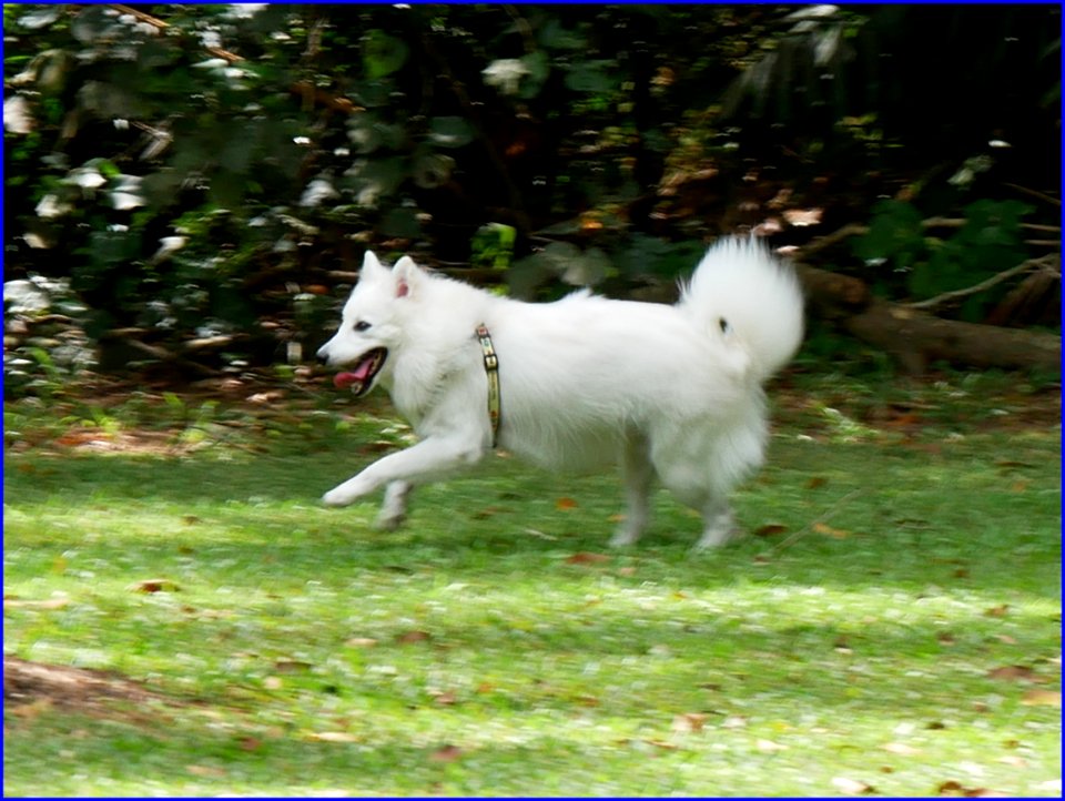 dog with beautiful white hair