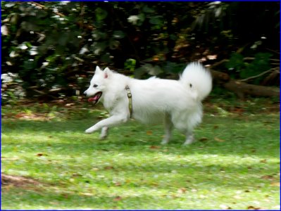 dog with beautiful white hair