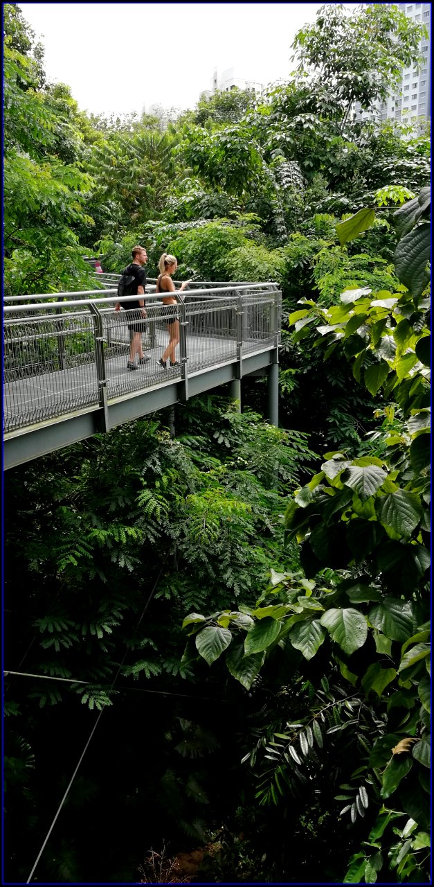 southern ridges forest walk - walking with nature