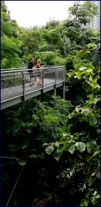 southern ridges forest walk - walking with nature photo