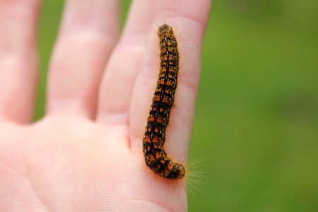 Wildlife butterfly animal photo